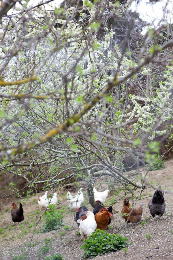 ديوندين Hereweka Garden Retreat المظهر الخارجي الصورة